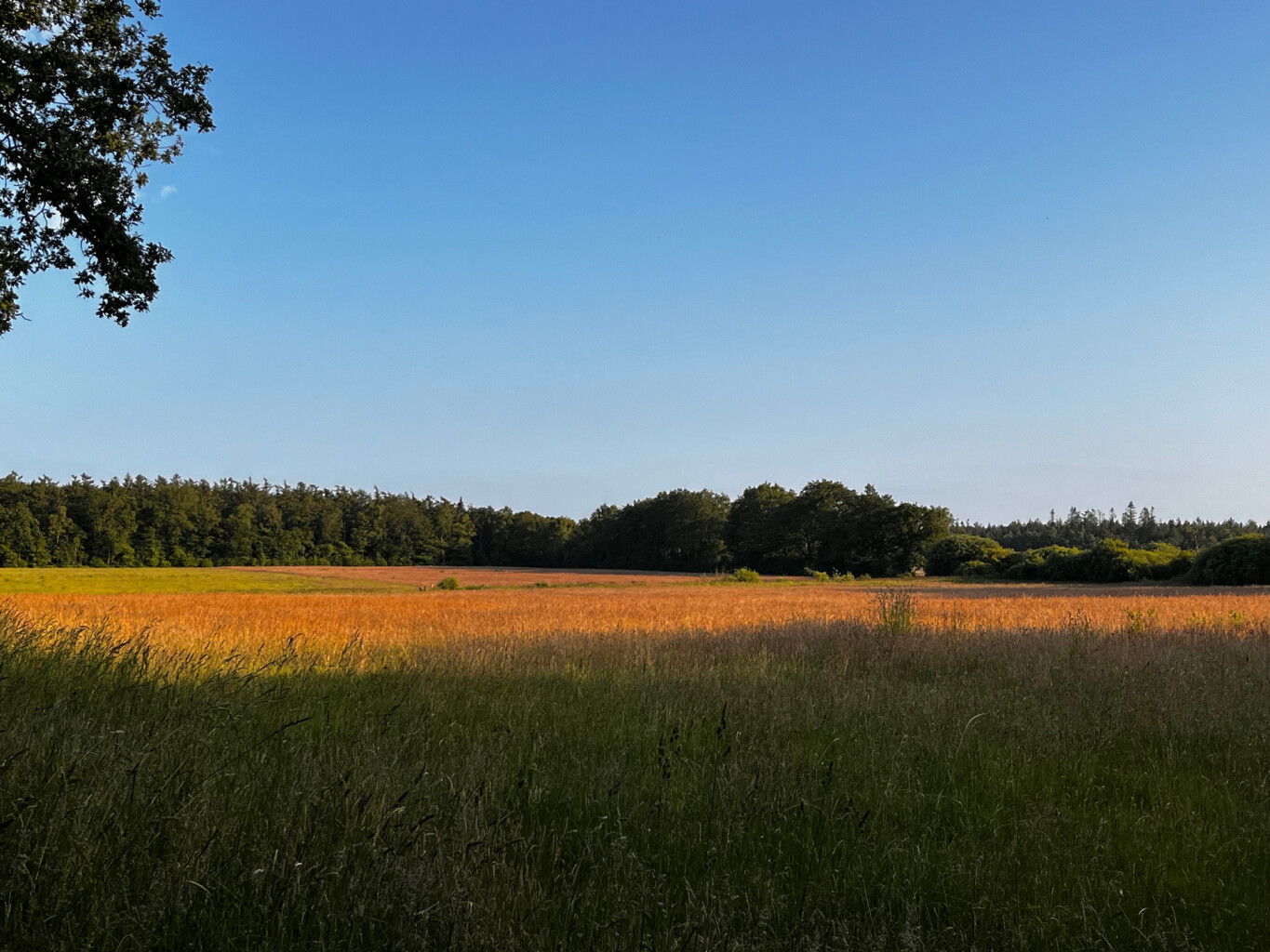 Wandelroute Gijsselterplassen