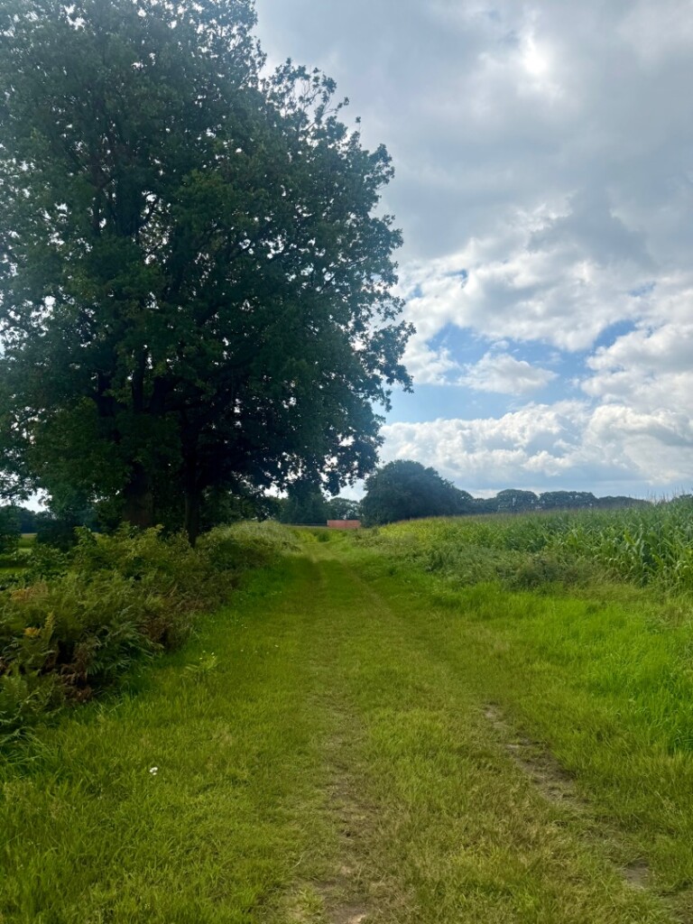 Westeres - Geel