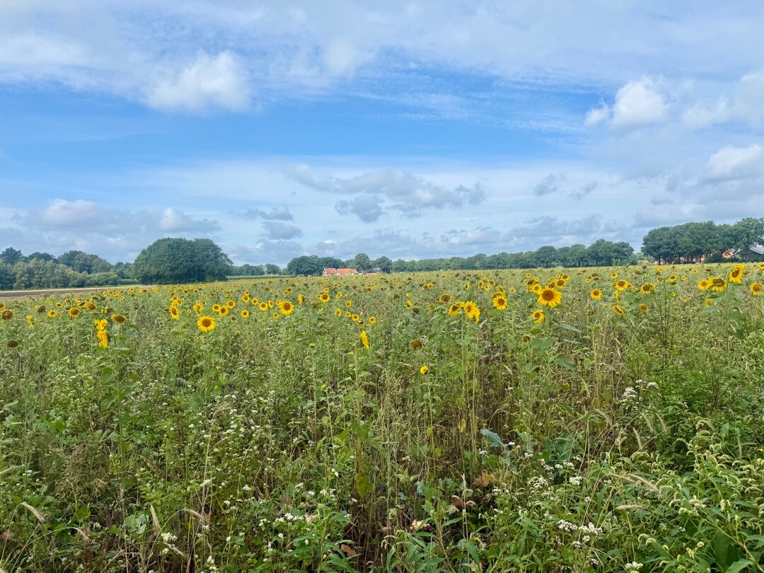 Rammelbeek - Blauw