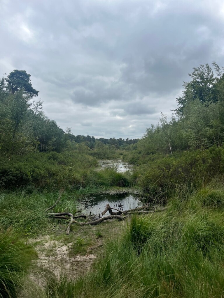 Kampina