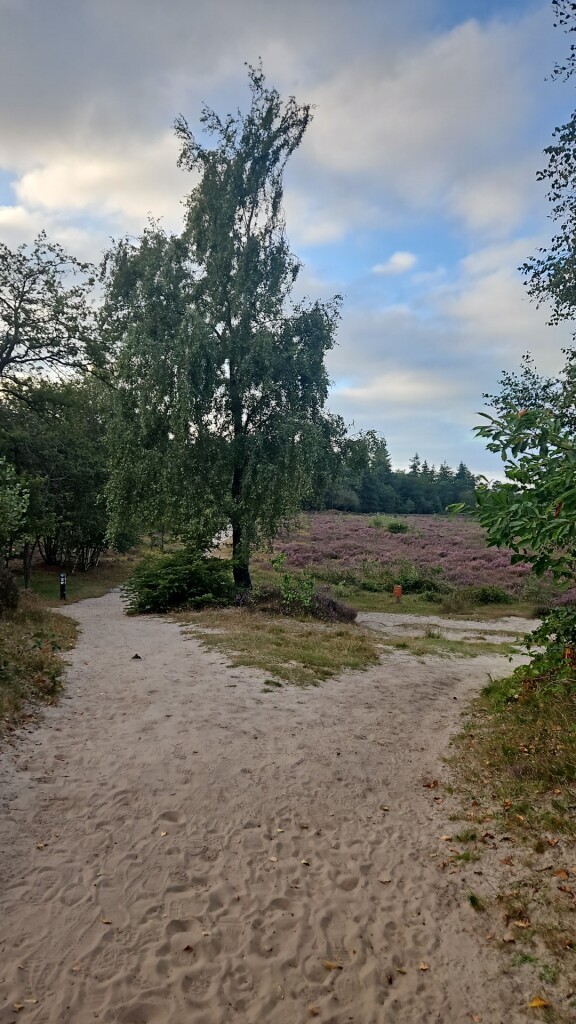 Heerlijke boswandeling tussen de heide