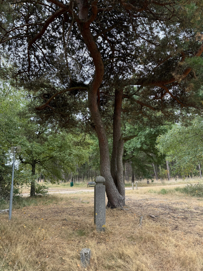 Heide tot aan de horizon