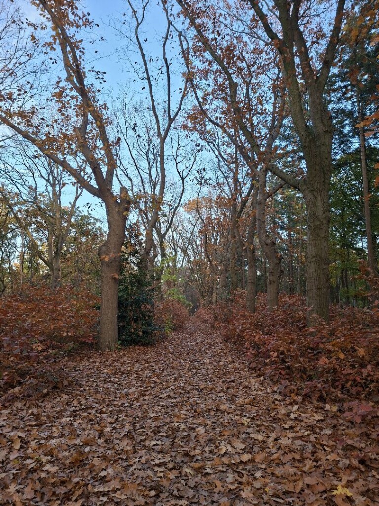 Den Bosch - Nuland · Camino Brabant etappe 1