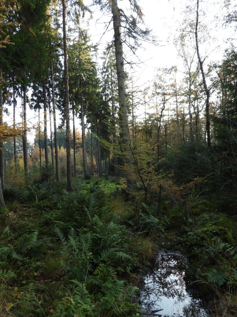 Wandelroute Oldemeijer Haarplasroute