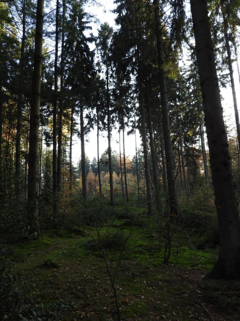 Wandelroute Oldemeijer Haarplasroute