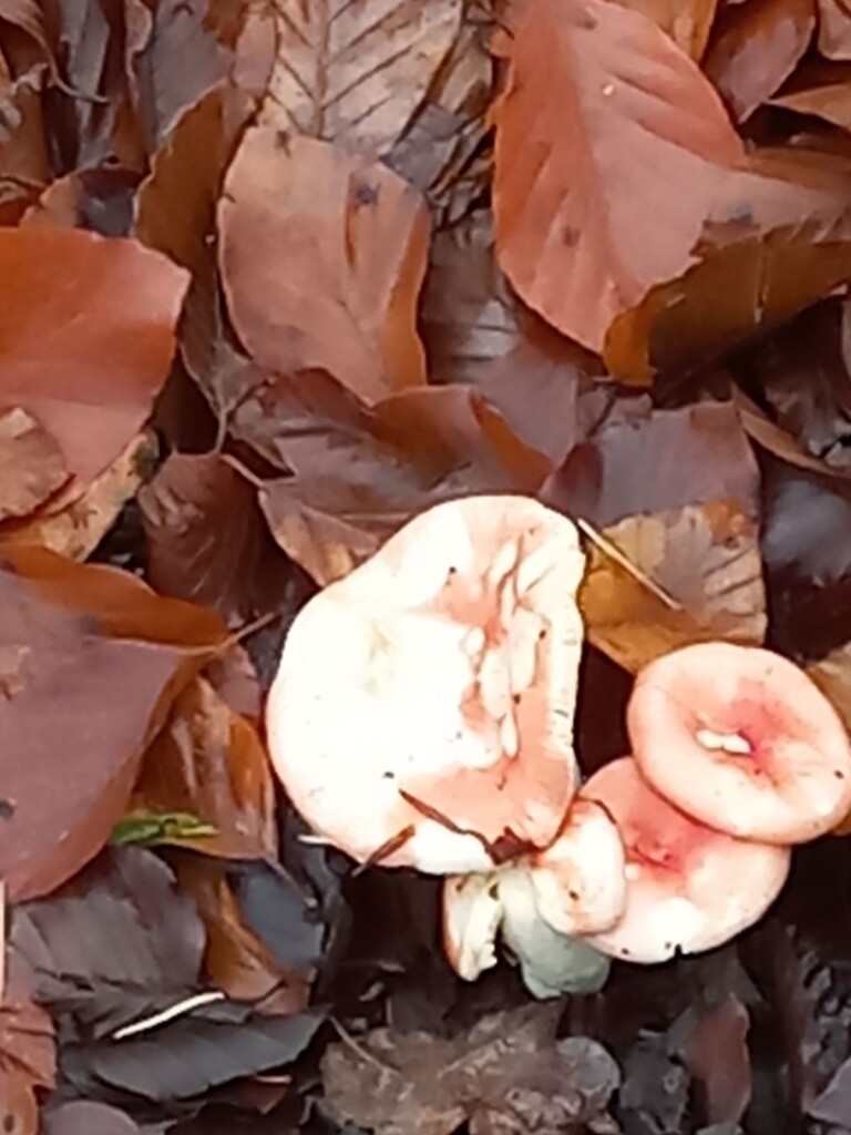 Rolde - Schoonloo · Pieterpad etappe 5