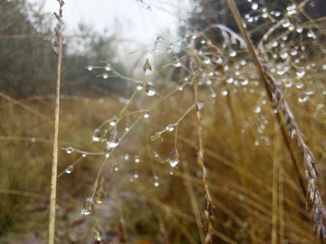 wandeling dour het bos