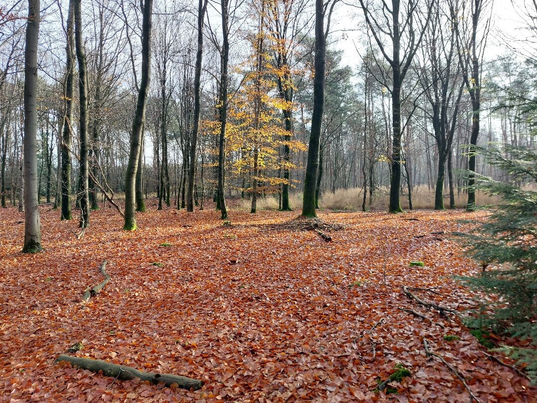 wandeling dour het bos