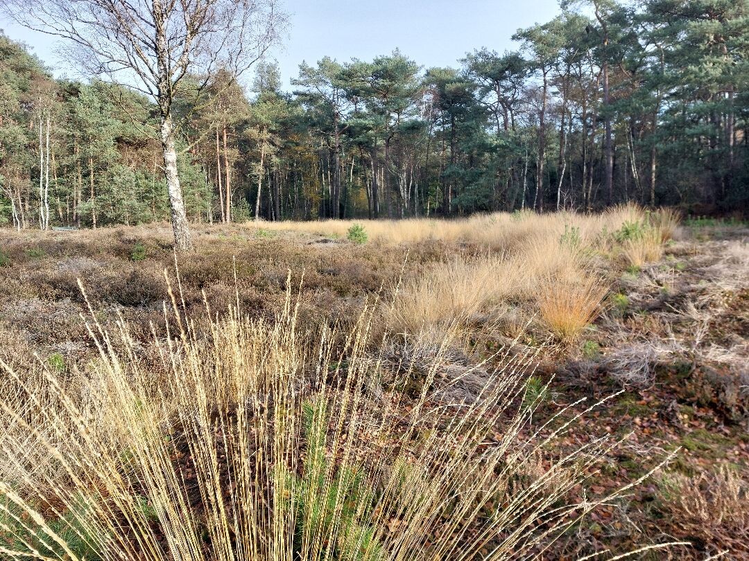 wandeling dour het bos