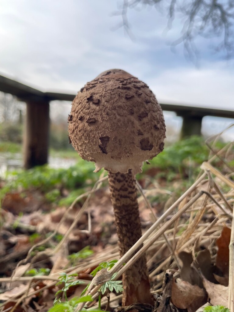 Rolde - Schoonloo · Pieterpad etappe 5