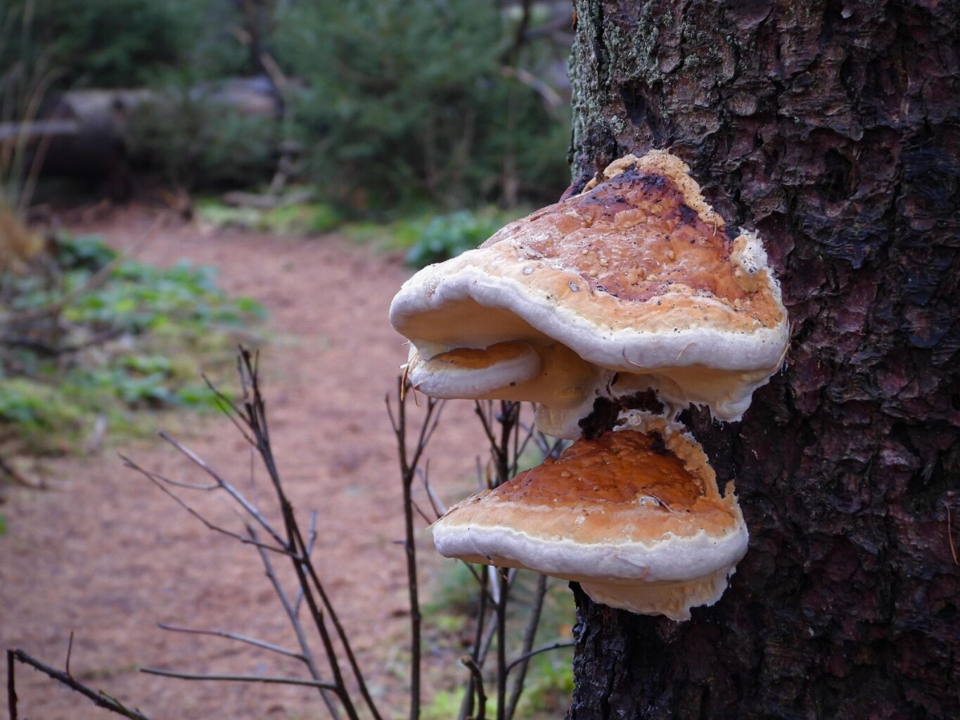 Wandelroute Tilgrup vallei