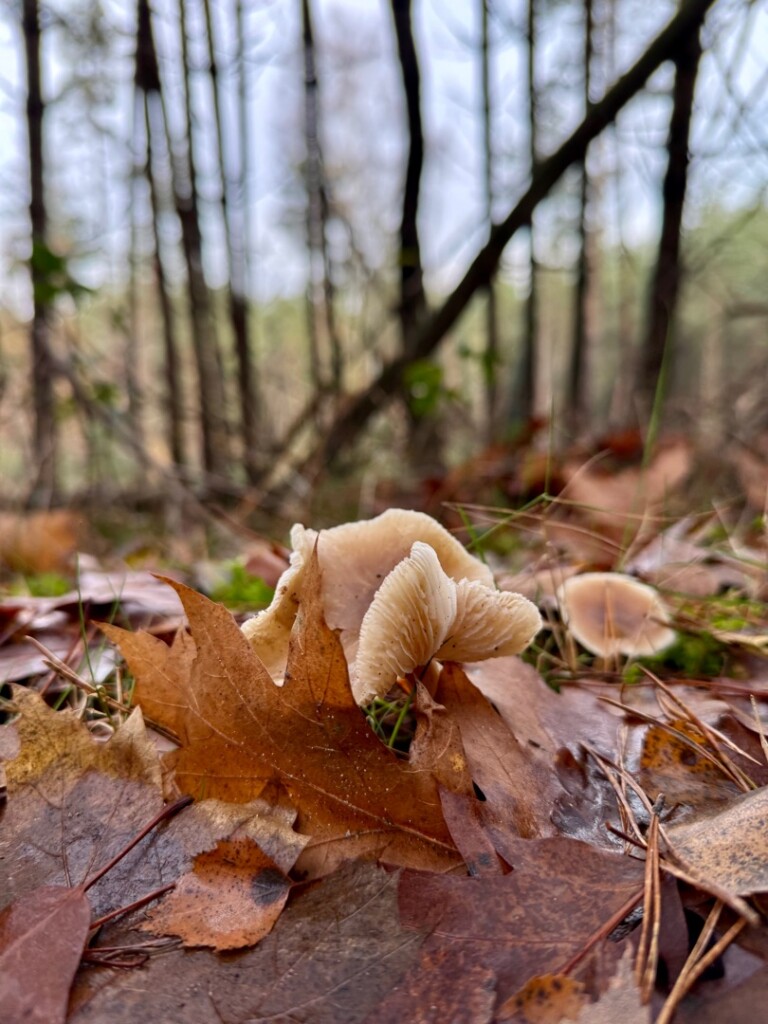 Amerongen - Rhenen · Trekvogelpad etappe 14