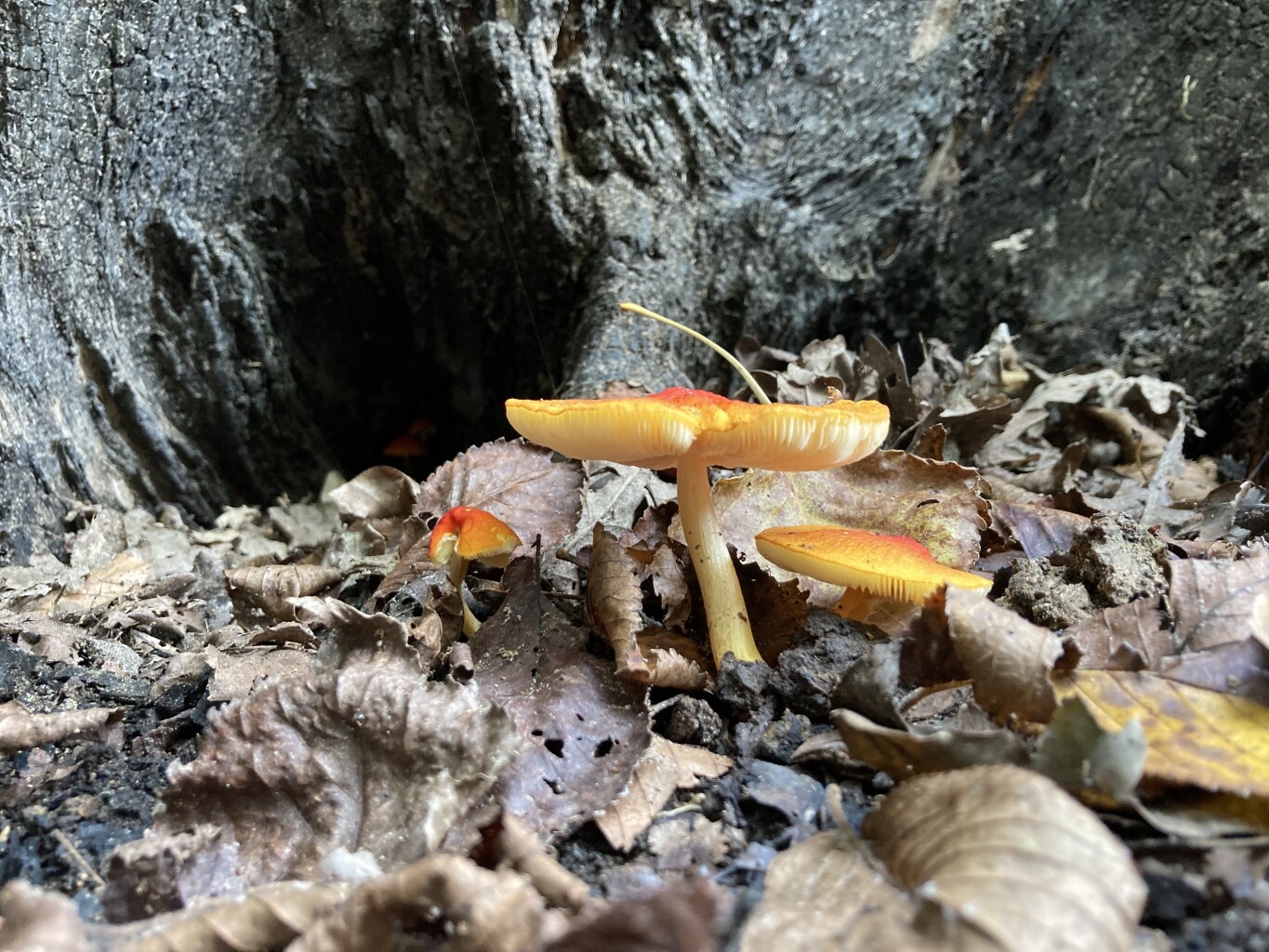 Poeldonk - A50 · Hertogenpad etappe 5