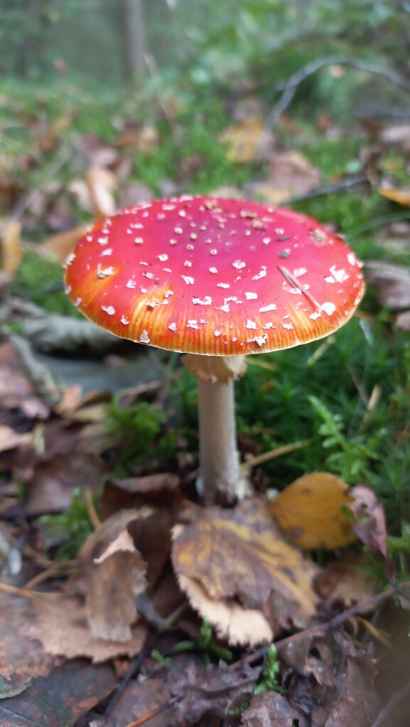 Glimmen - Zuidlaren · Drenthepad etappe 10