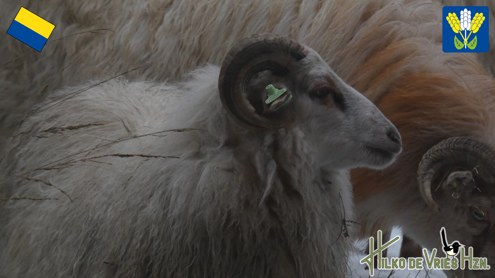 Jipsinghuizen - Sellingen · Westerwoldepad etappe 3