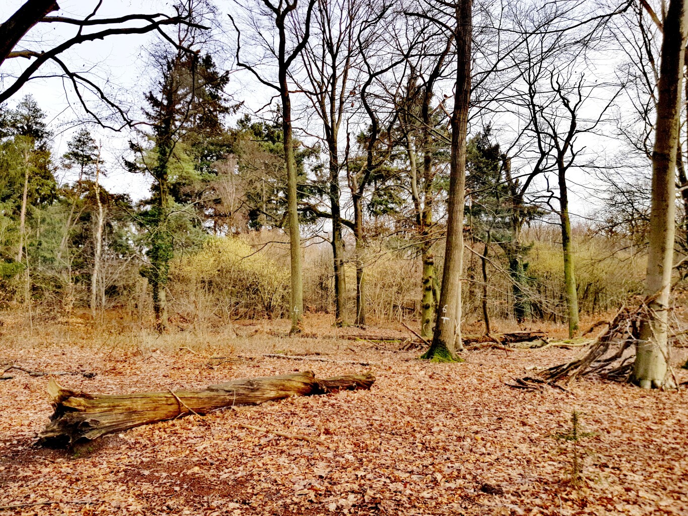Venlo - Plankenheide · Maas-Niederrheinpad etappe 22