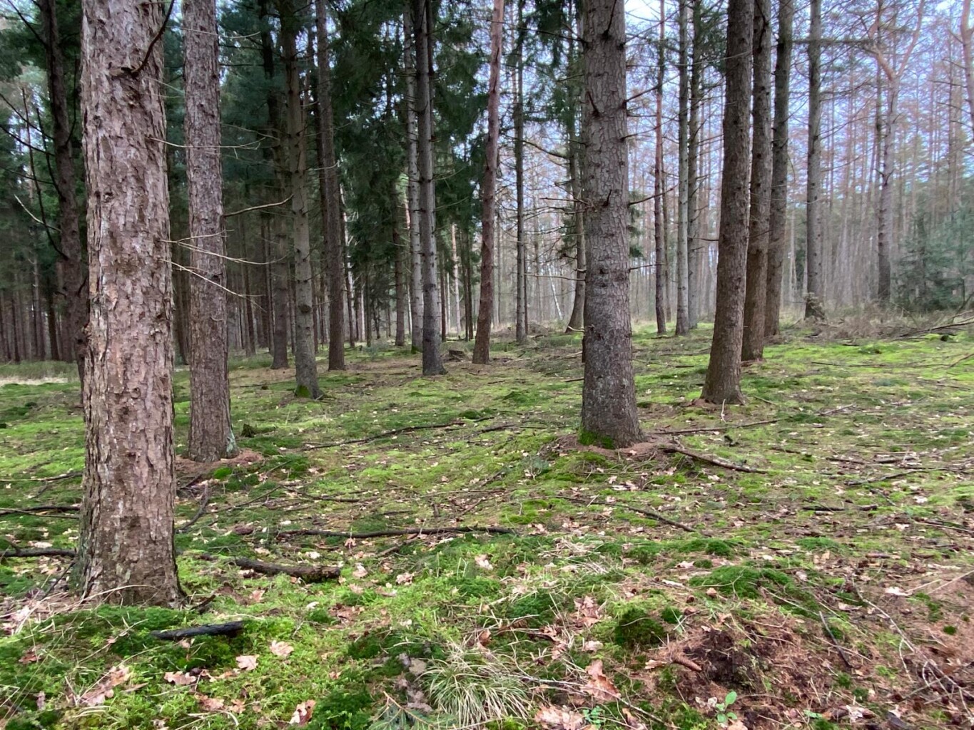 Zwillbrock - Saalman (pension) · Noaberpad etappe 16