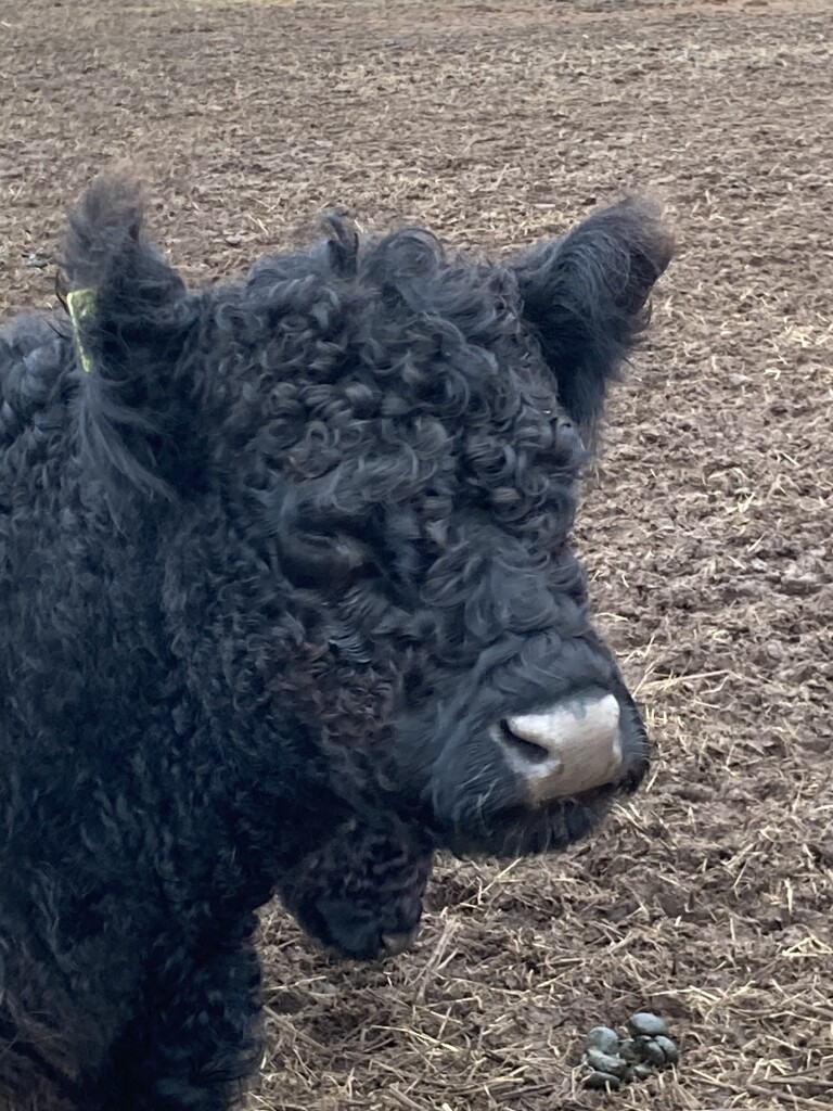 Ochten - Het Veerhuis · Grebbeliniepad etappe 1