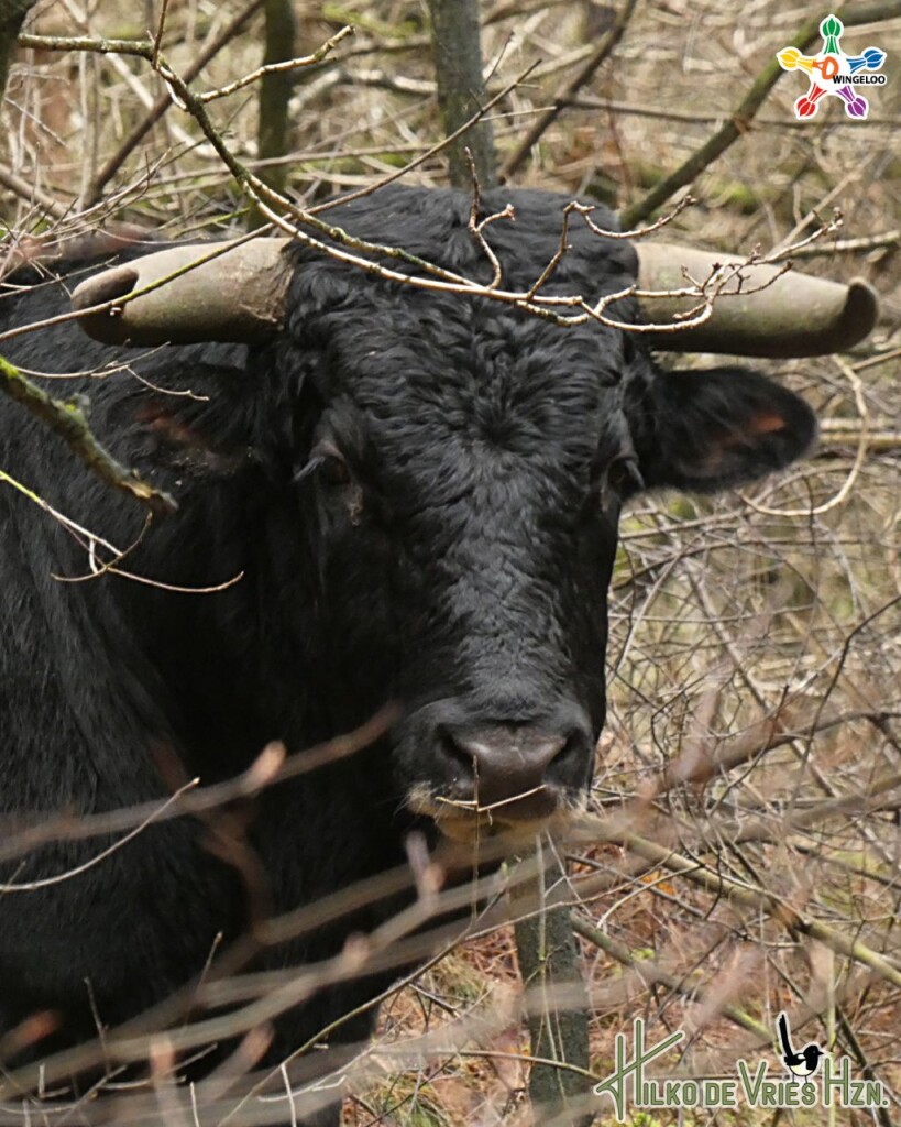 Diever Onderduikershol · De Ster van Dwingeloo etappe 2