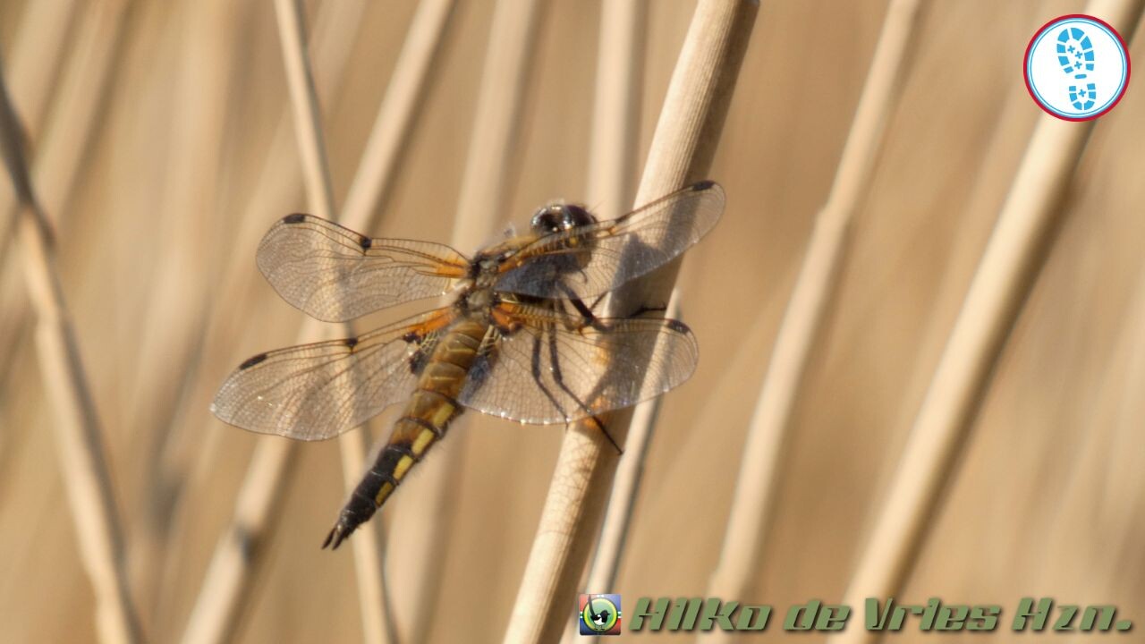 Boswachterspad Rottige Meente