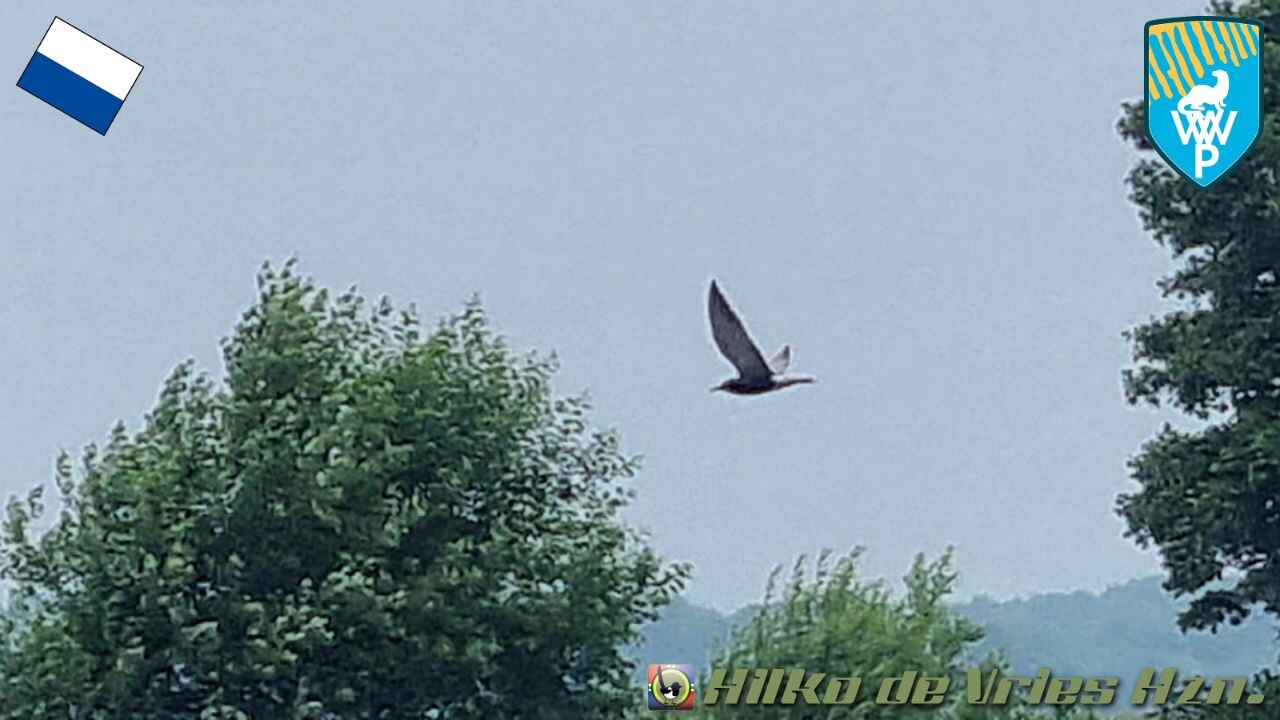 Ossenzijl - Woldlakebos · Weerribben wiedenpad etappe 6