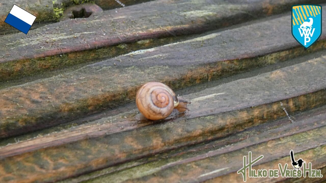 Oldemarkt - Paasloo · Weerribben wiedenpad etappe 7