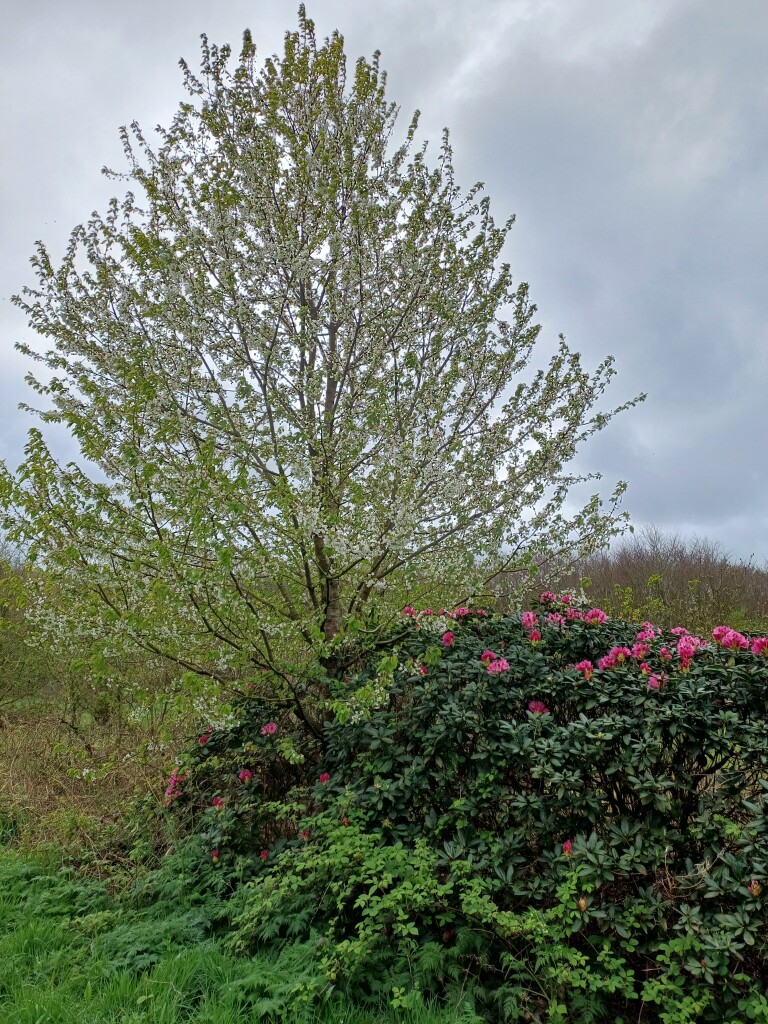 Adel in De Trynwâlden