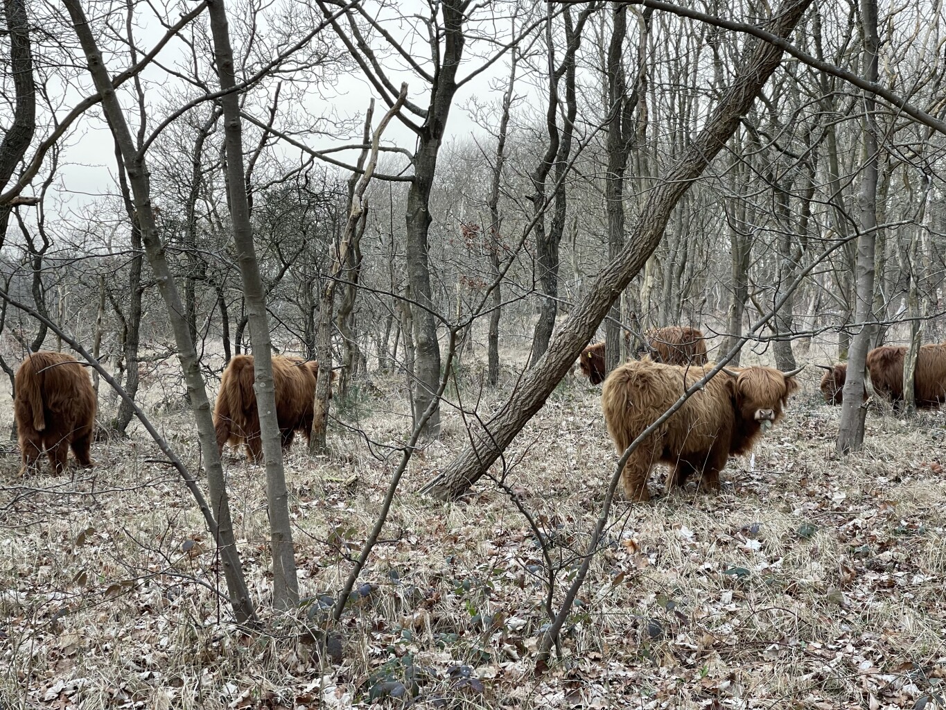 Weid van Brasser (duinroute van PWN, rode driehoek)