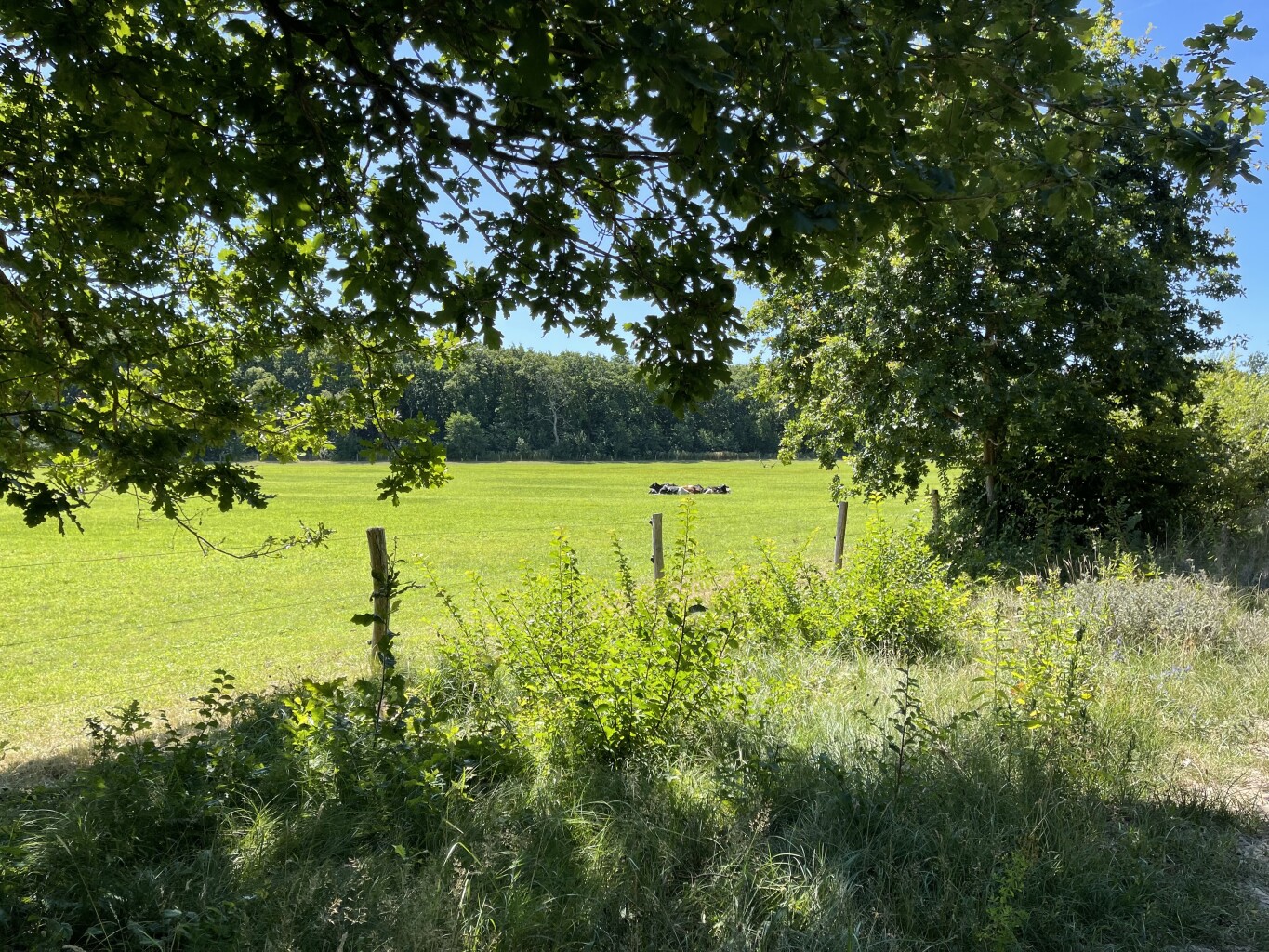 Weid van Brasser (duinroute van PWN, rode driehoek)