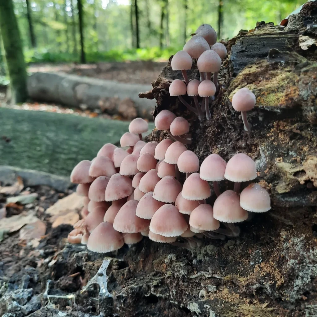 Koepelroute, tussen Roosendaal en Zundert