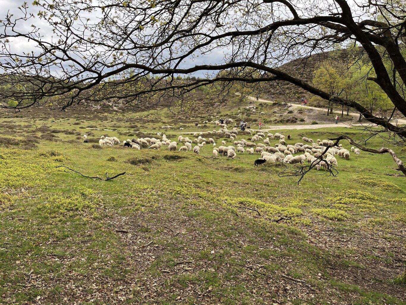 Vaassen - Hoog Soeren · Veluwe Zwerfpad etappe 12