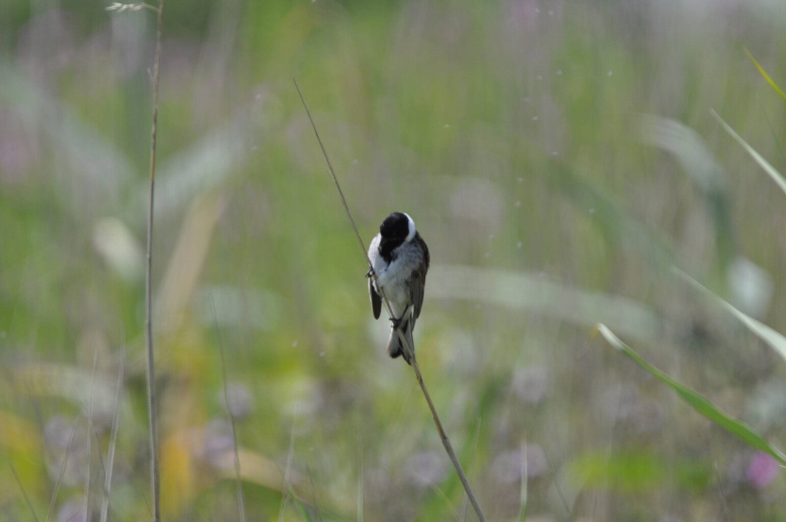 Kustroute op de Marker Wadden