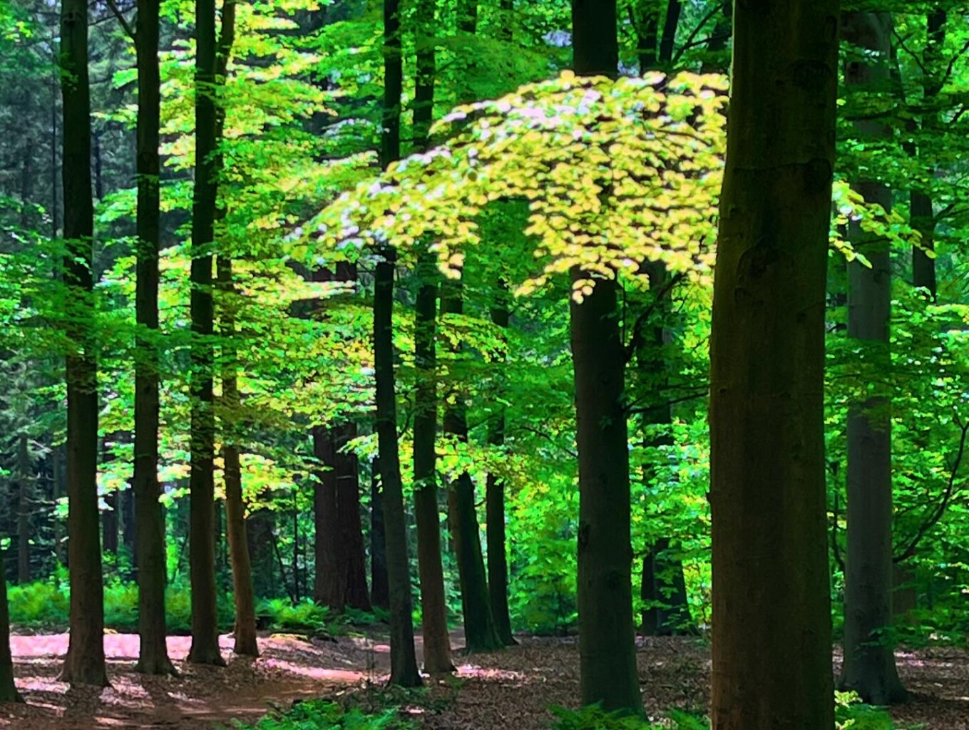 Vledder - Wapserveen - Havelte · Stellingenpad etappe 2