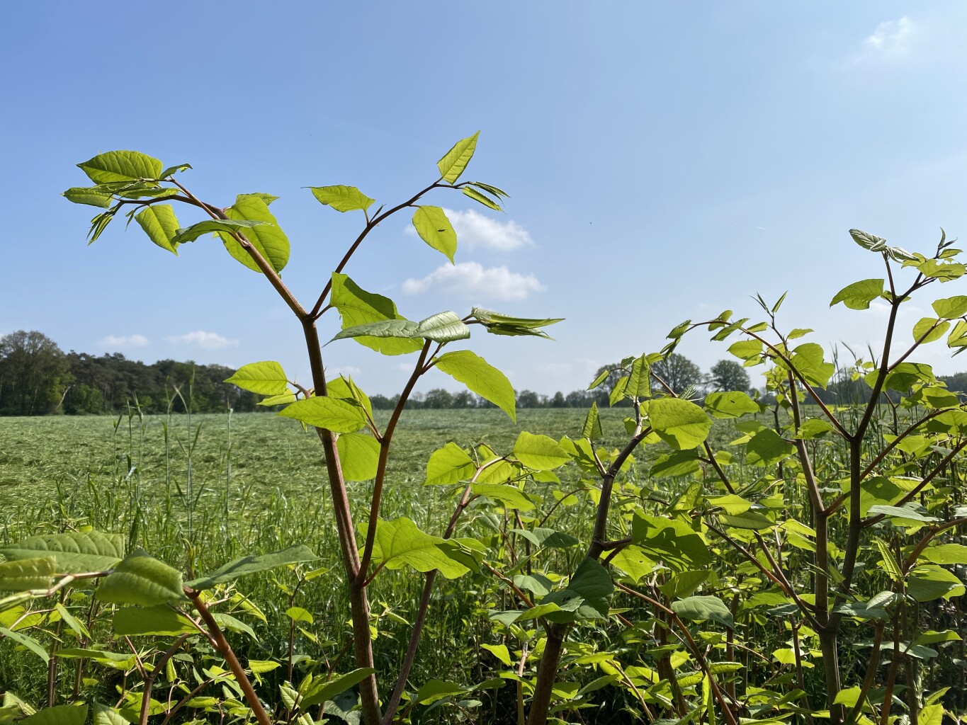 Baarle-Nassau naar Ulicoten - "ons Merkske" · NederRandpad etappe 46
