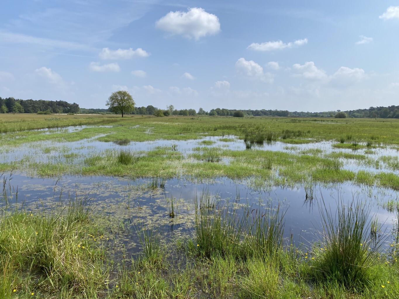 Baarle-Nassau naar Ulicoten - "ons Merkske" · NederRandpad etappe 46