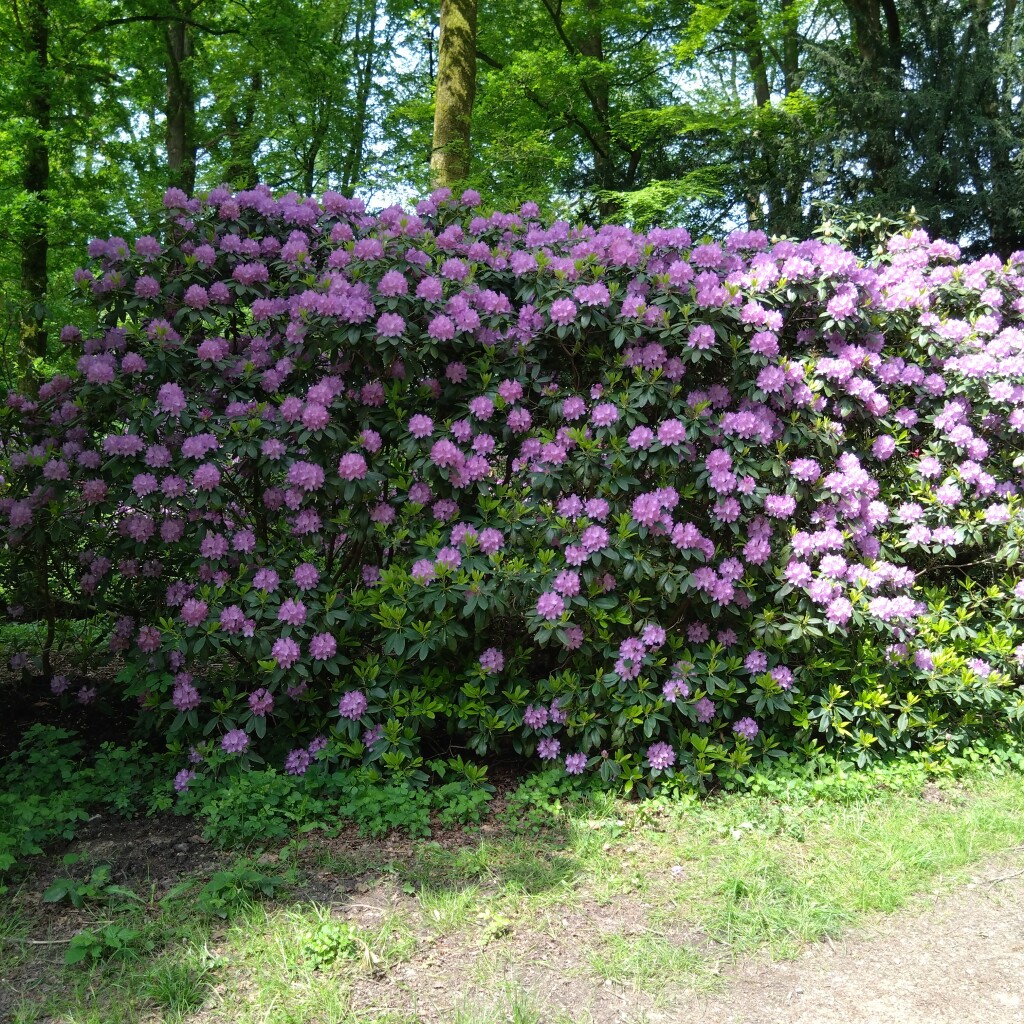 Odijk - Utrecht · Gelukkigerwijspad etappe 5