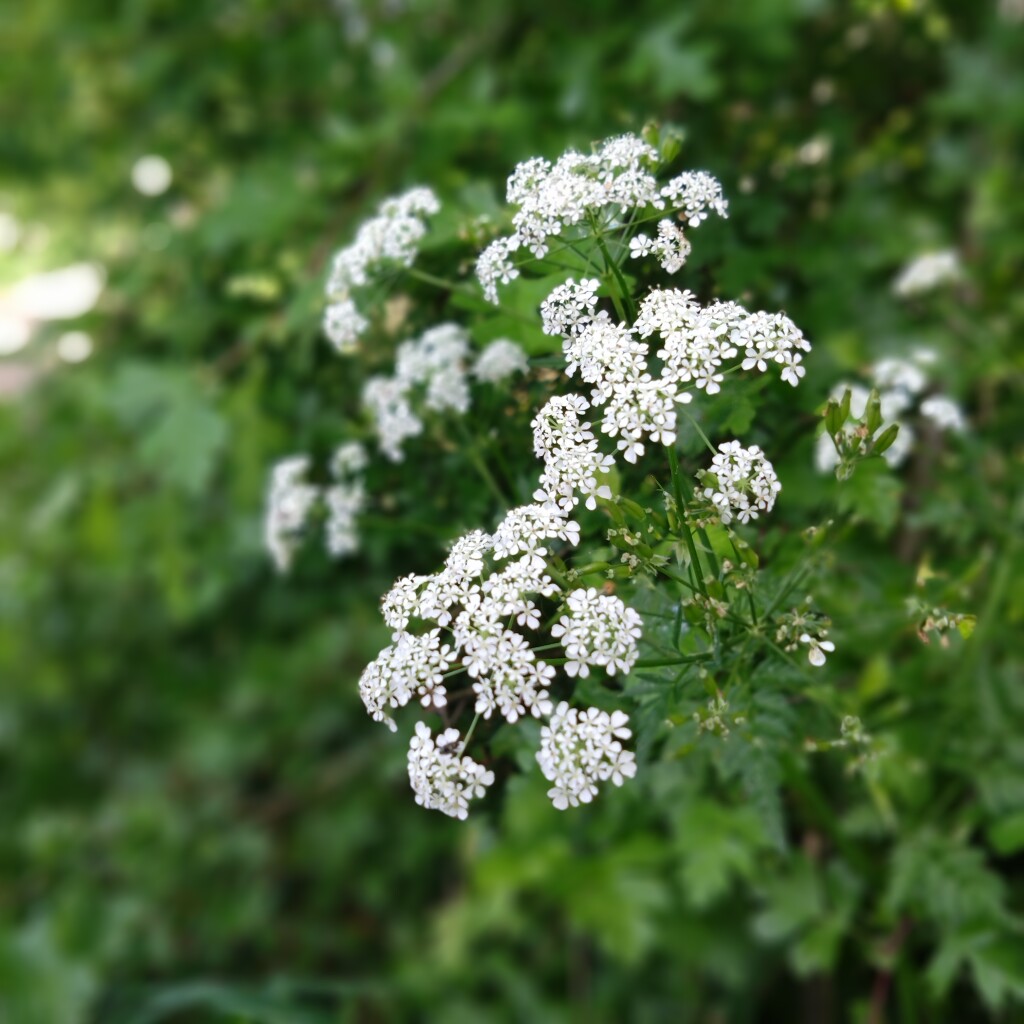 Odijk - Utrecht · Gelukkigerwijspad etappe 5