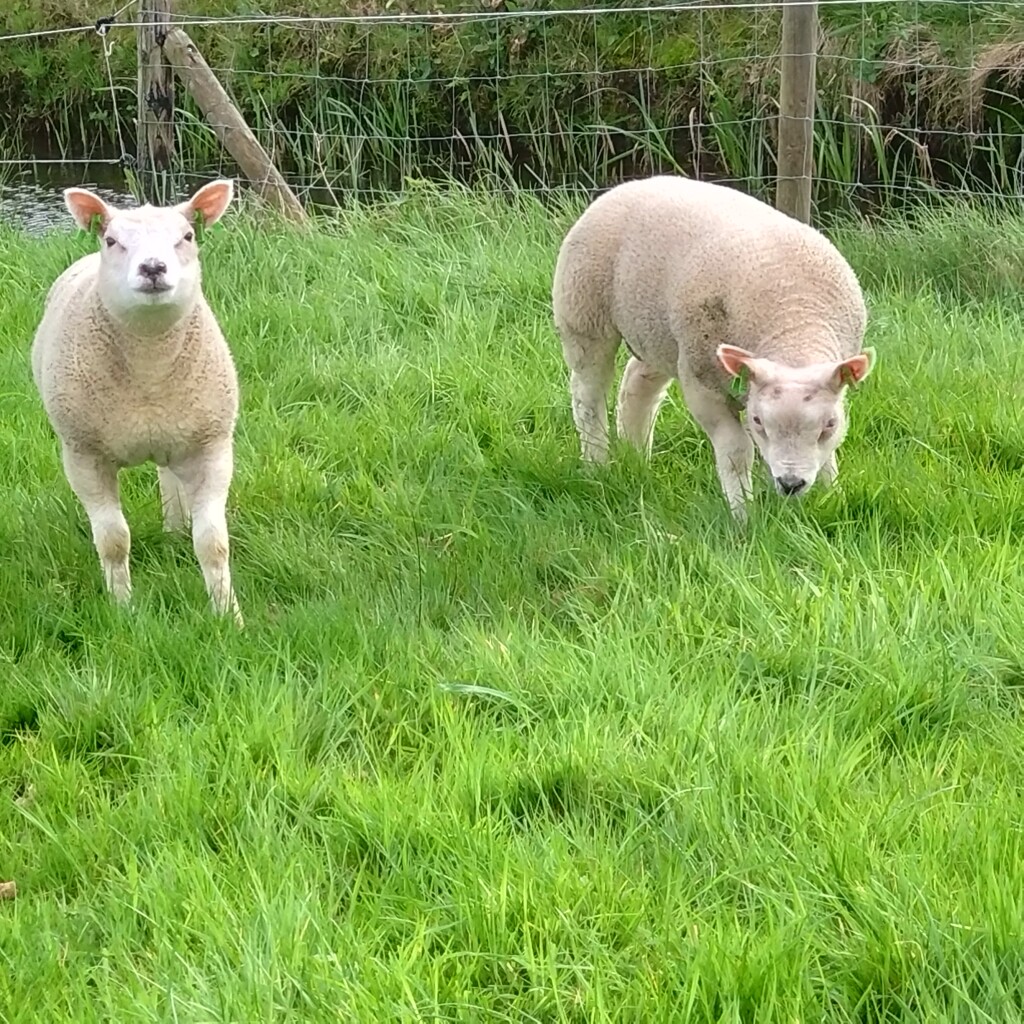 Het ‘smûke’ land van Friesland