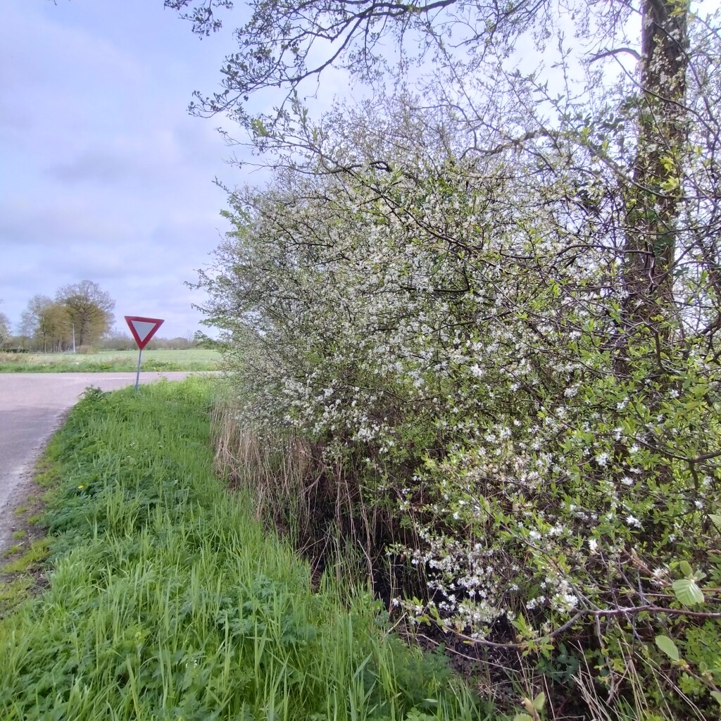 Het ‘smûke’ land van Friesland