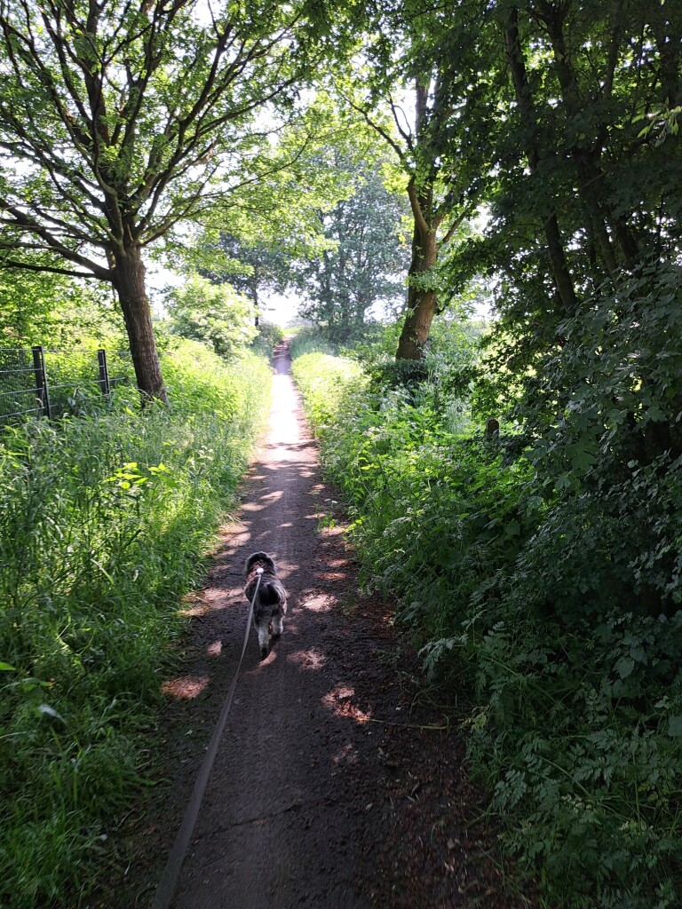 Boswachterspad Grebbelinie 