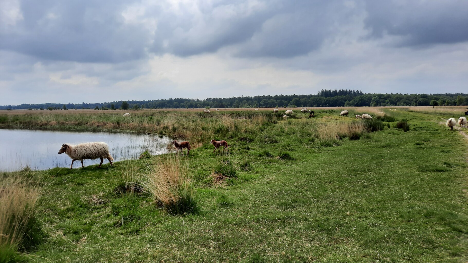 Variant Ureterp - Hoornsterzwaag · Friese Woudenpad etappe 13