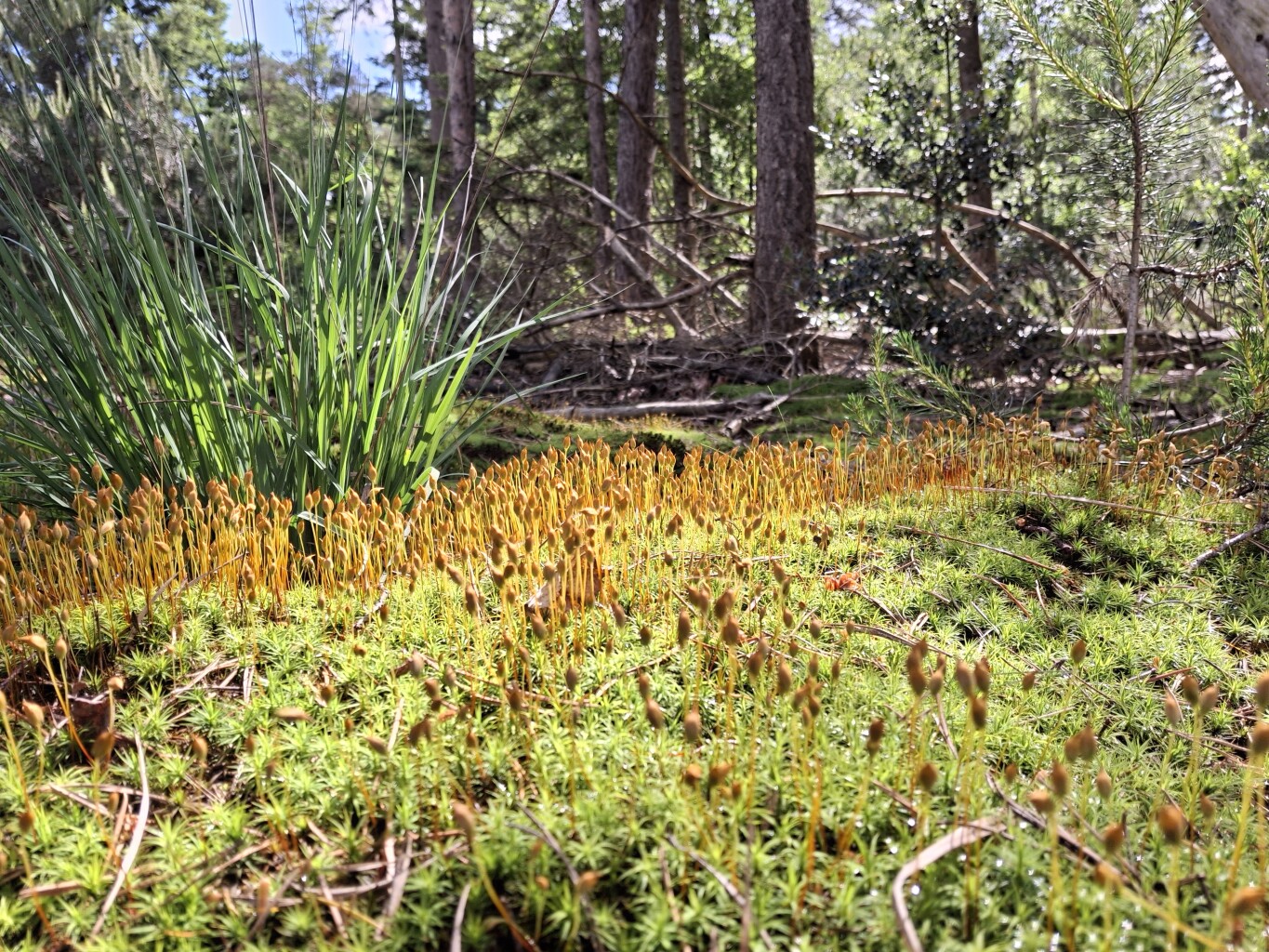 Naar de jachtvelden van de koning in het Mastbos