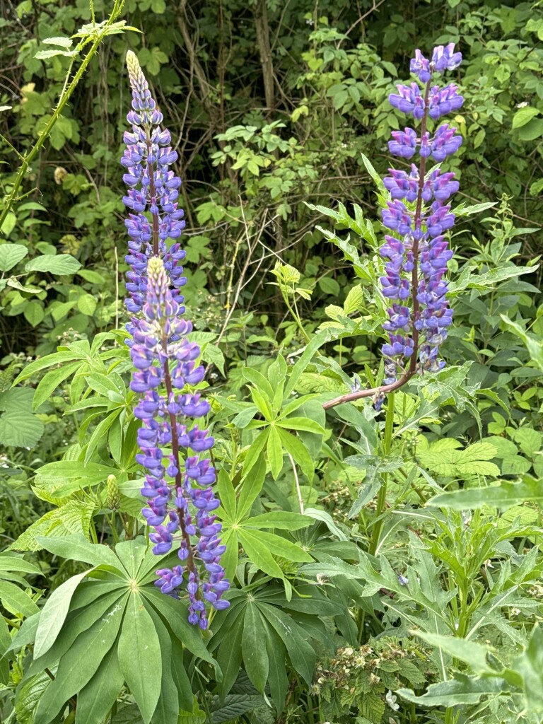 Kloosterrondwandeling Aarle-Rixtel