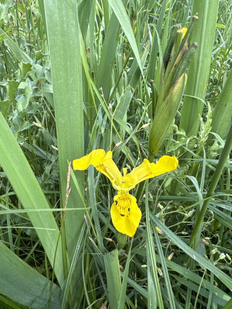 Kloosterrondwandeling Aarle-Rixtel