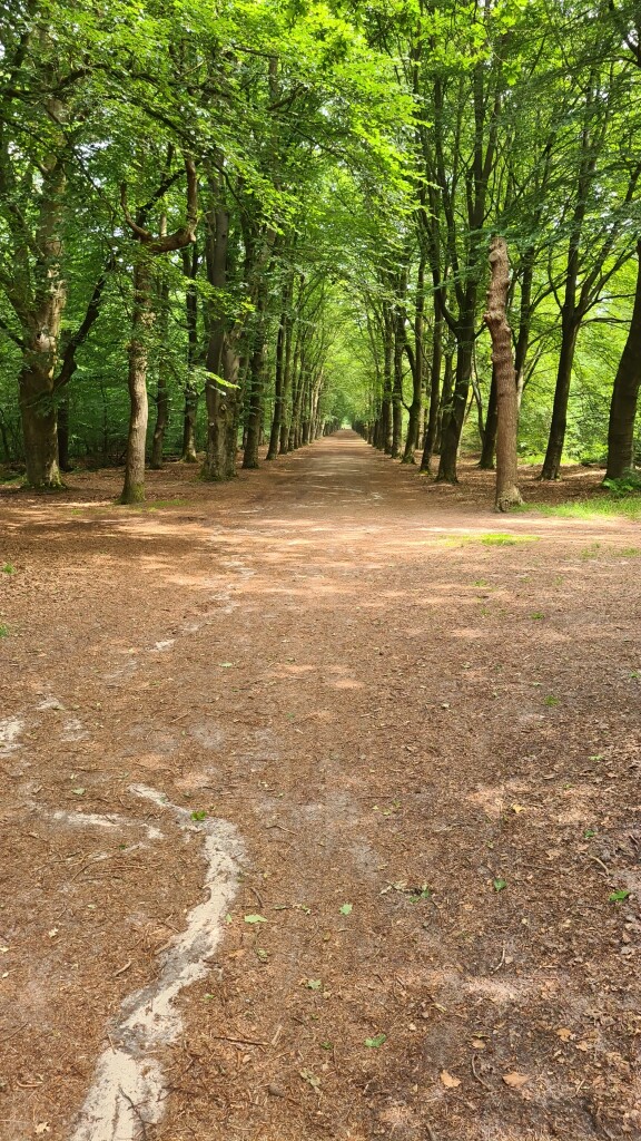 Wandelroute Gaasterland: Jolderenbos, Rijsterbos en Elfbergen