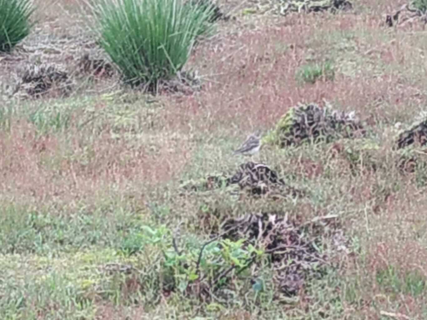 Heitraksedijk (bushalte) - Meijel · Hertogenpad etappe 10