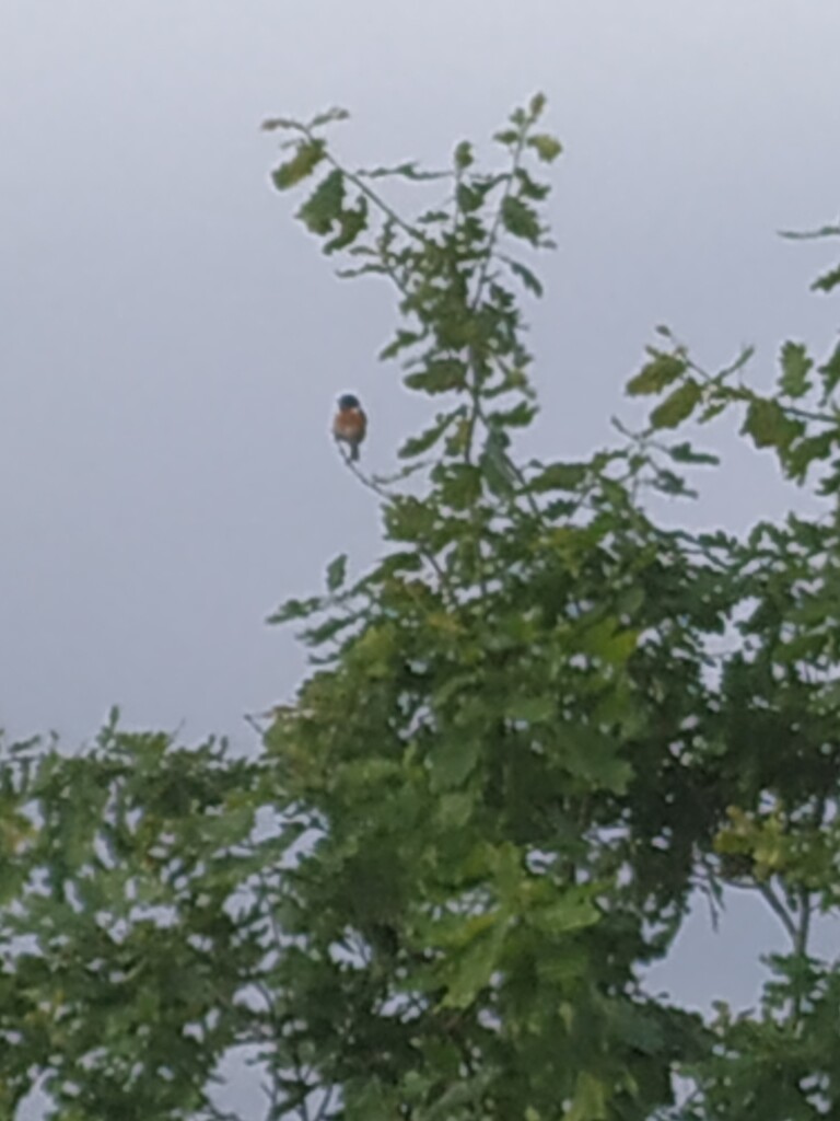 Heitraksedijk (bushalte) - Meijel · Hertogenpad etappe 10