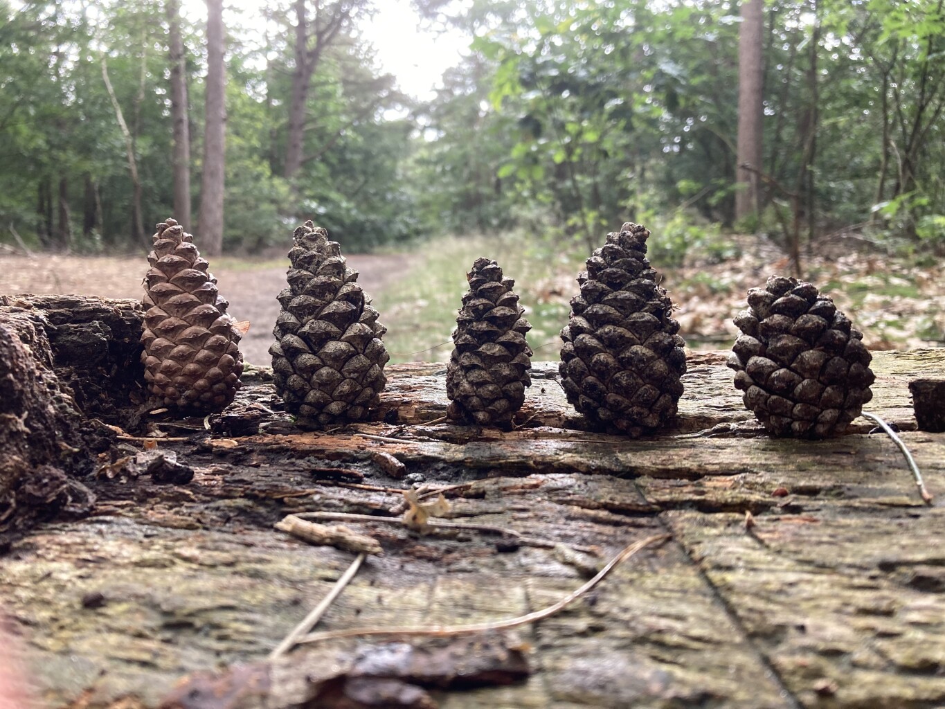 Dorpsommetje Terhorst-Smalbroek