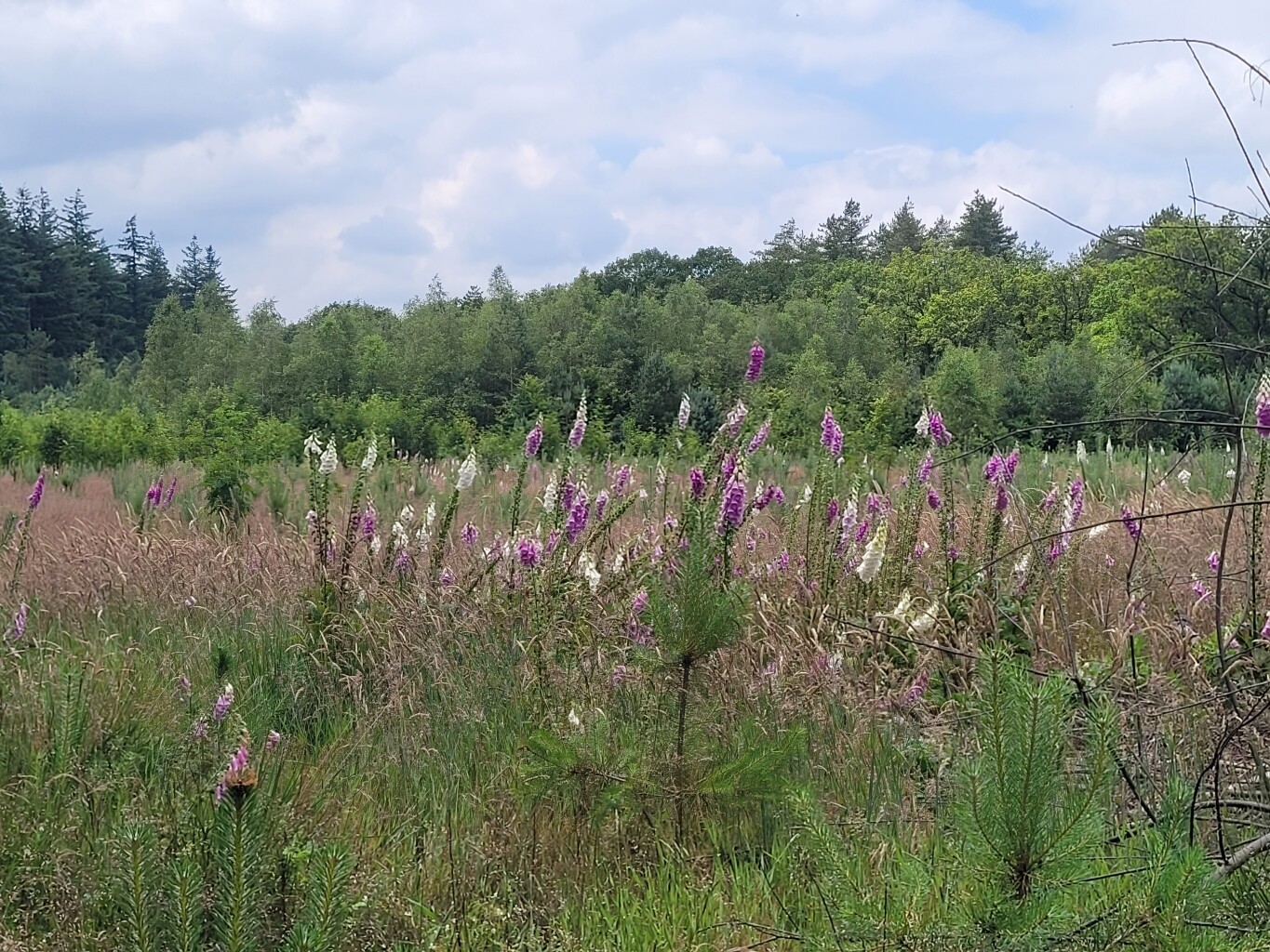 Leusden - Woudenberg · Utrechtse Mountain Trail etappe 2