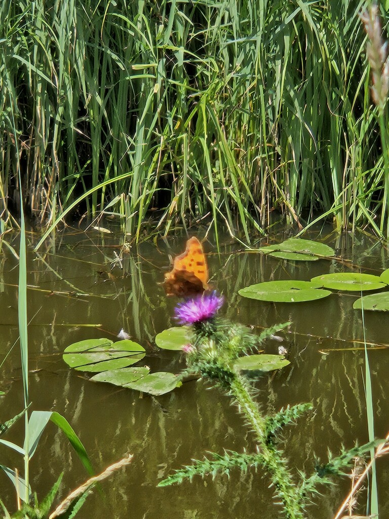 VurenschePolderpad Vuren